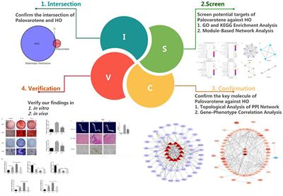 A Network Pharmacology Study: Reveal the Mechanisms of Palovarotene Against Heterotopic Ossification